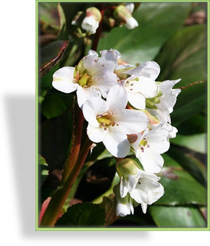 Bergenie, Bergenia hybride 'Bressingham White'
