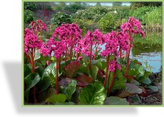 Bergenie, Bergenia hybride 'Pinneberg'