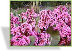 Bergenie, Bergenia hybride 'Rosi Klose'