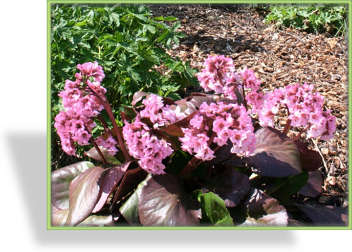 Bergenie, Bergenia hybride 'Herbstblüte'
