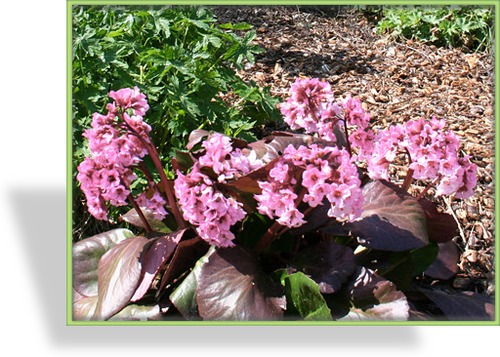 Bergenie, Bergenia hybride 'Herbstblüte'