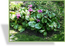 Bergenie, Bergenia hybride 'Rotblum'