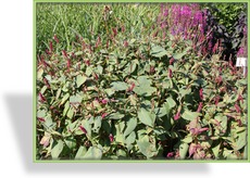Knöterich, Kerzenknöterich, Bistorta amplexicaulis 'Inverleith'