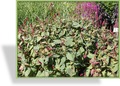 Knöterich, Kerzenknöterich, Bistorta amplexicaulis 'Inverleith'