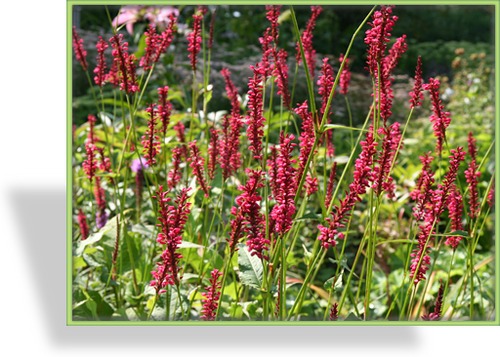 Knöterich, Kerzenknöterich, Bistorta amplexicaulis 'Speciosum'