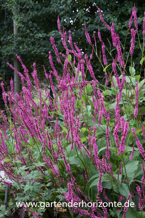 Kerzenknöterich, Bistorta amplexicaulis 'September Spires'