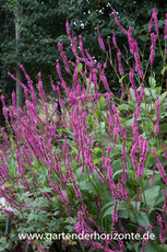 Kerzenknöterich, Bistorta amplexicaulis 'September Spires'