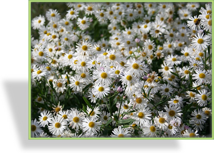 Scheinaster, Boltonia asteroides 'Snowbank'
