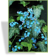 Kaukasusvergissmeinnicht, Brunnera macrophylla