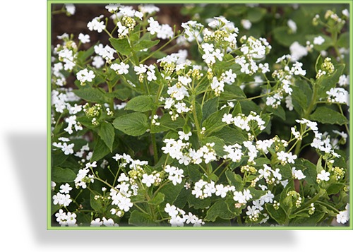 Kaukasusvergissmeinnicht, Brunnera macrophylla 'Betty Bowring'