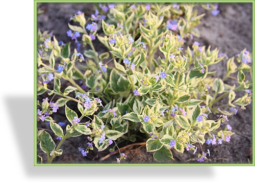 Kaukasusvergissmeinnicht, Brunnera macrophylla 'Hadspen Cream'