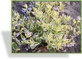 Kaukasusvergissmeinnicht, Brunnera macrophylla 'Hadspen Cream'