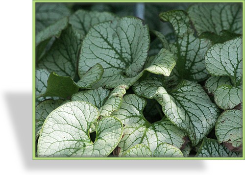 Kaukasusvergissmeinnicht, Brunnera macrophylla 'Jack Frost'