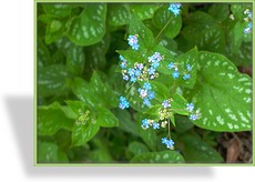 Kaukasusvergissmeinnicht, Brunnera macrophylla 'Langtrees'