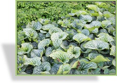 Kaukasusvergissmeinnicht, Brunnera macrophylla 'Alexanders Great'