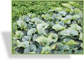 Kaukasusvergissmeinnicht, Brunnera macrophylla 'Alexanders Great'
