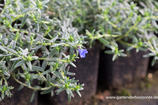 Scheinsteinsame, Lithodora diffusa 'Grace Ward'