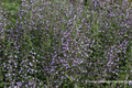 Steinquendel, Calamintha nepeta 'Blue Cloud'