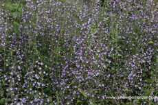 Steinquendel, Calamintha nepeta 'Blue Cloud'