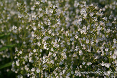 Steinquendel, Calamintha nepeta generativ