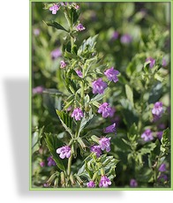 Steinquendel, Calamintha grandiflora