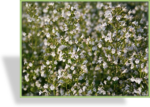 Steinquendel, Calamintha nepeta ssp. nepeta