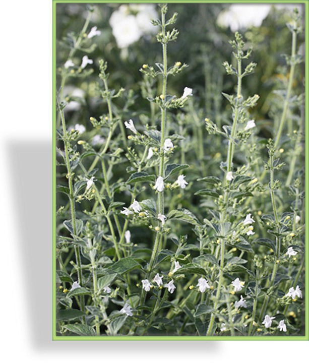 Steinquendel, Calamintha nepeta 'Weißer Riese'