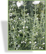 Steinquendel, Calamintha nepeta 'Weißer Riese'