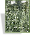 Steinquendel, Calamintha nepeta 'Weißer Riese'