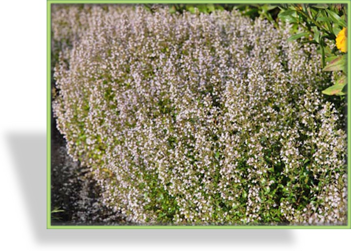 Steinquendel, Calamintha nepeta 'Triumphator'