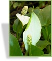 Sumpfcalla, Calla palustris