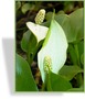 Sumpfcalla