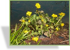 Sumpfdotterblume, Caltha palustris