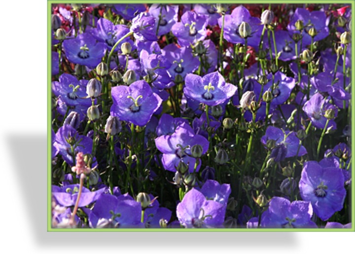 Glockenblume, Campanula hybride 'Samantha'