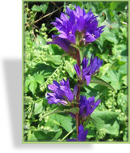 Glockenblume, Knäuelglockenblume, Campanula glomerata 'Acaulis'