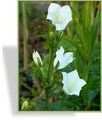 Glockenblume, Pfirsichblättrige Glockenblume, Campanula persicifolia 'Grandiflora Alba'