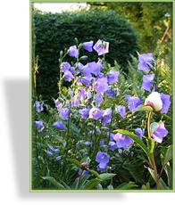 Glockenblume, Pfirsichblättrige Glockenblume, Campanula persicifolia 'Grandiflora Coerulea'