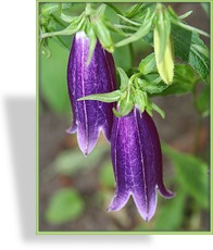 Glockenblume, Große Glockenblume, Campanula punctata 'Sarastro'