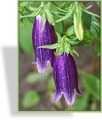 Glockenblume, Große Glockenblume, Campanula punctata 'Sarastro'