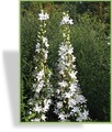 Glockenblume, Pyramiden-Glockenblume, Campanula pyramidalis 'Alba'