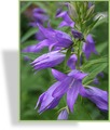 Glockenblume, Waldglockenblume, Campanula latifolia var. macrantha