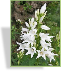 Glockenblume, Waldglockenblume, Campanula latifolia var. macrantha 'Alba'