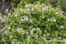 Glockenblume, Hänge-Glockenblume, Campanula poscharskyana 'Schneeranke'