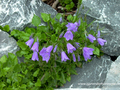 Glockenblume, Zwergglockenblume, Campanula cochleariifolia 'Bavaria Blue'