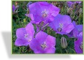 Glockenblume, Karpatenglockenblume, Campanula carpatica 'Blaue Clips'