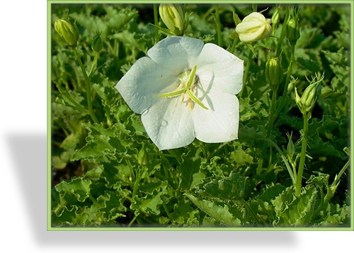 Glockenblume, Karpatenglockenblume, Campanula carpatica 'Weiße Clips'