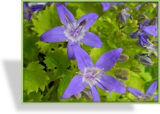 Glockenblume, Bärtige Glockenblume, Campanula garganica