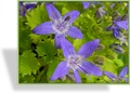 Glockenblume, Bärtige Glockenblume, Campanula garganica