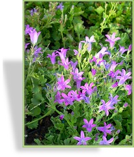Glockenblume, mattenbildend