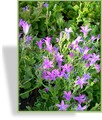 Glockenblume, Hänge-Glockenblume, Campanula portenschlagiana